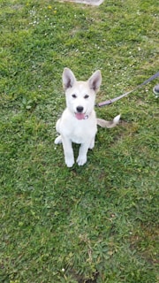 A young puppy with a light fur coat sits on a lush green lawn. Its ears are perked up, and it has a playful expression with its tongue sticking out. A leash is attached to its collar, and part of a person's foot is visible to the side.