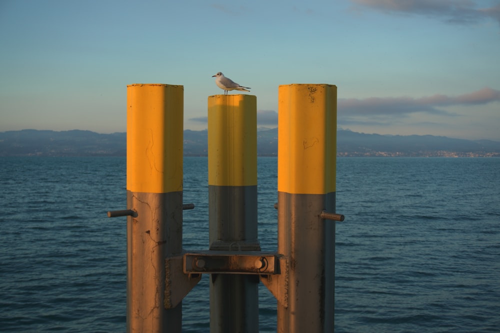 Poste de madera marrón y negro en el agua de mar durante el día