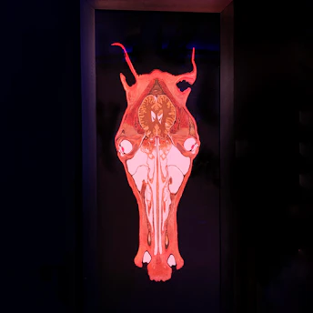 An illuminated anatomical representation with vibrant red and pink tones, resembling a stylized, artistic depiction of a skull or skull-like structure with an intricate pattern. The symmetrical design evokes a sense of mystery and scientific exploration.