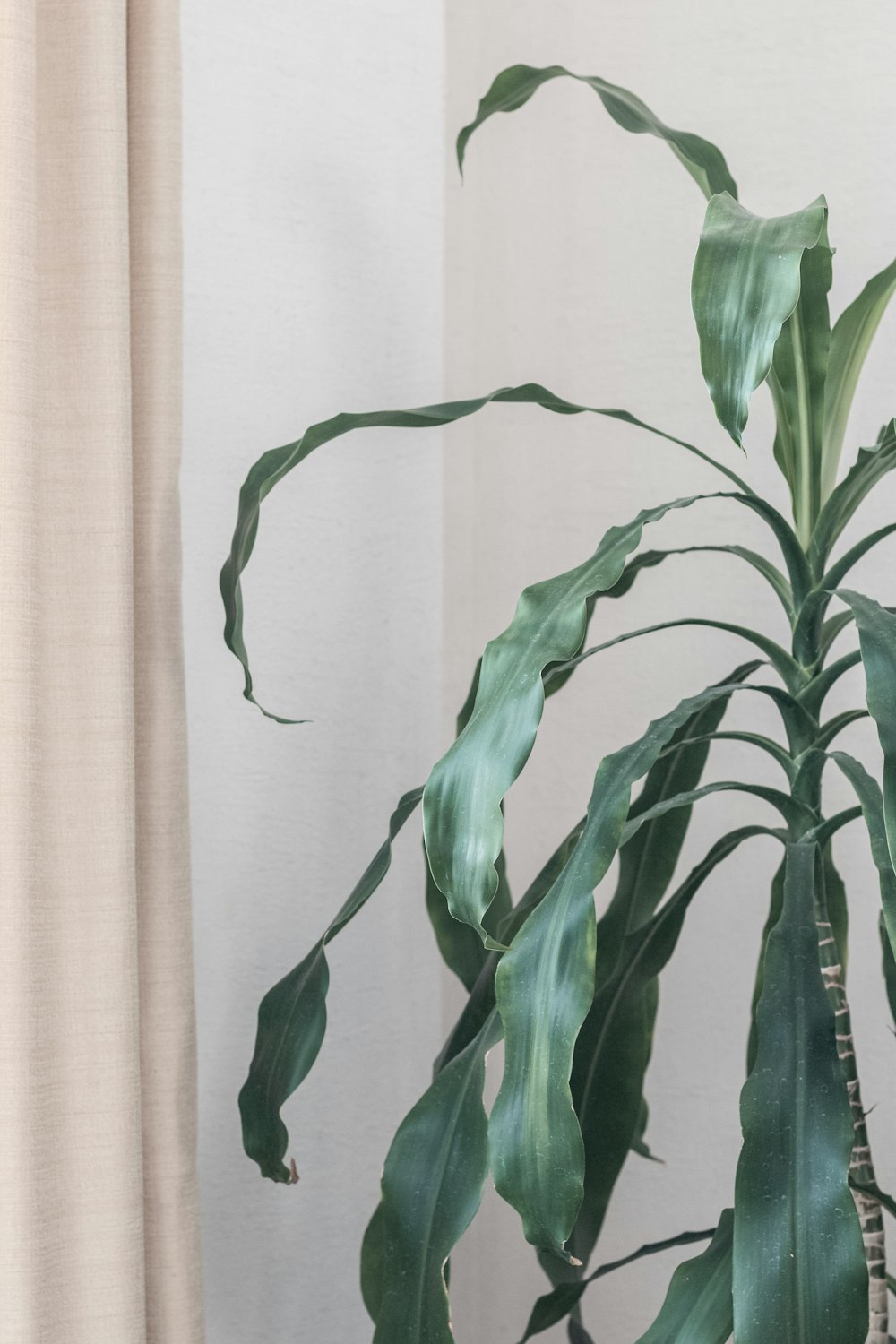 planta verde perto da cortina branca