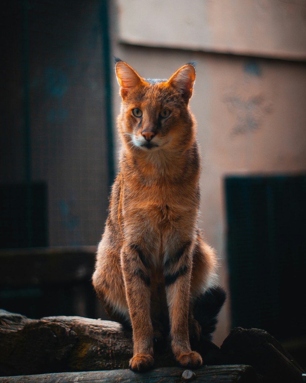 brown tabby cat on brown rock