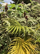 A dense arrangement of tropical plants with large, elongated leaves displaying a mix of light and dark green hues. The plants have variegated patterns and feature red buds and partly white flowers. Sunlight casts shadows, creating a vibrant play of colors.