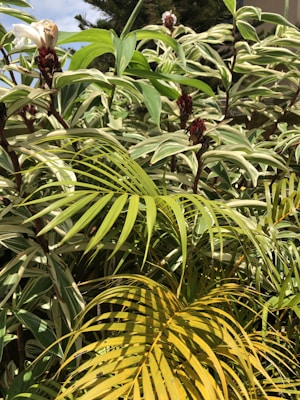 A dense arrangement of tropical plants with large, elongated leaves displaying a mix of light and dark green hues. The plants have variegated patterns and feature red buds and partly white flowers. Sunlight casts shadows, creating a vibrant play of colors.
