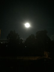 A calm night sky with a radiant moon illuminating a peaceful forest below.