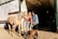 A happy customer standing next to a beautiful Arabian horse.