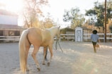 A sunlit outdoor scene at a ranch with a sandy ground and white fencing. A light-colored horse is standing in the foreground with its back to the camera. A person in casual attire is walking a small dog nearby. The setting includes trees and a barn in the background, with sunlight creating a warm atmosphere.