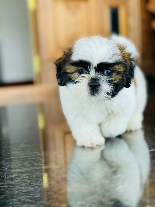 Dollhaus Royale Shih Tzu