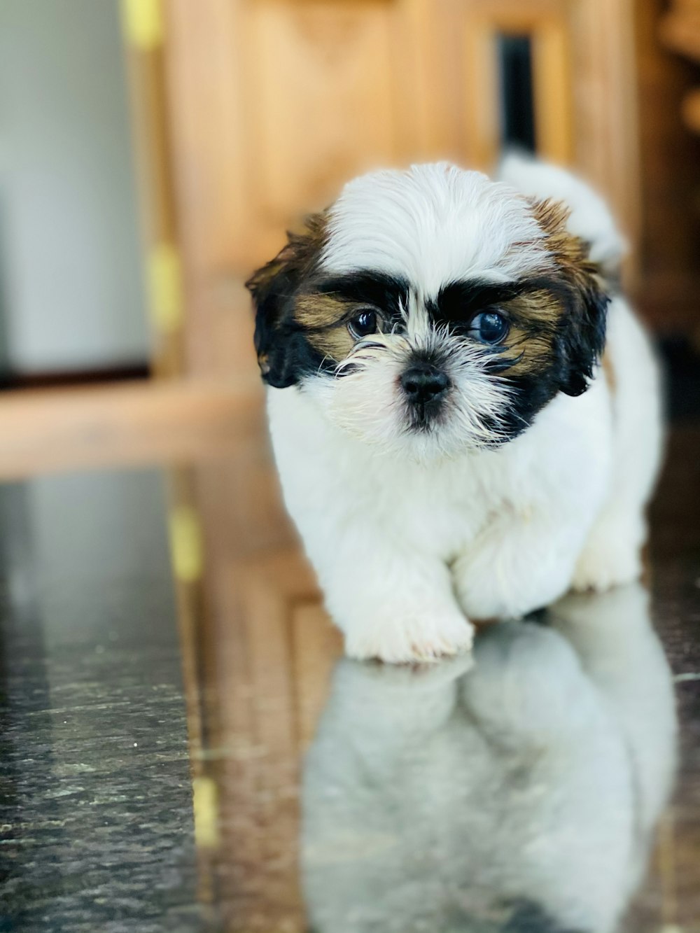 white and brown shih tzu puppy