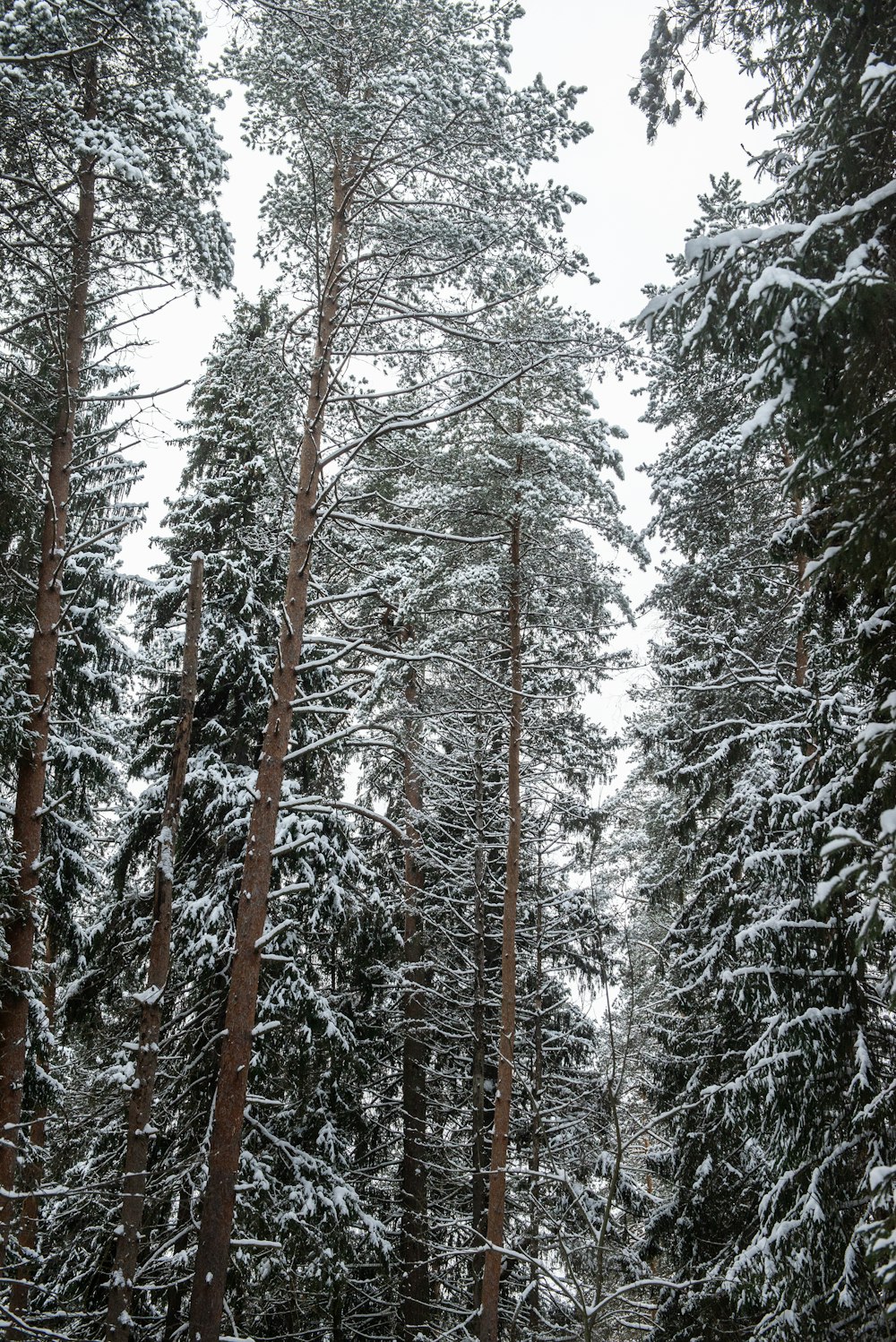 snow covered trees during daytime