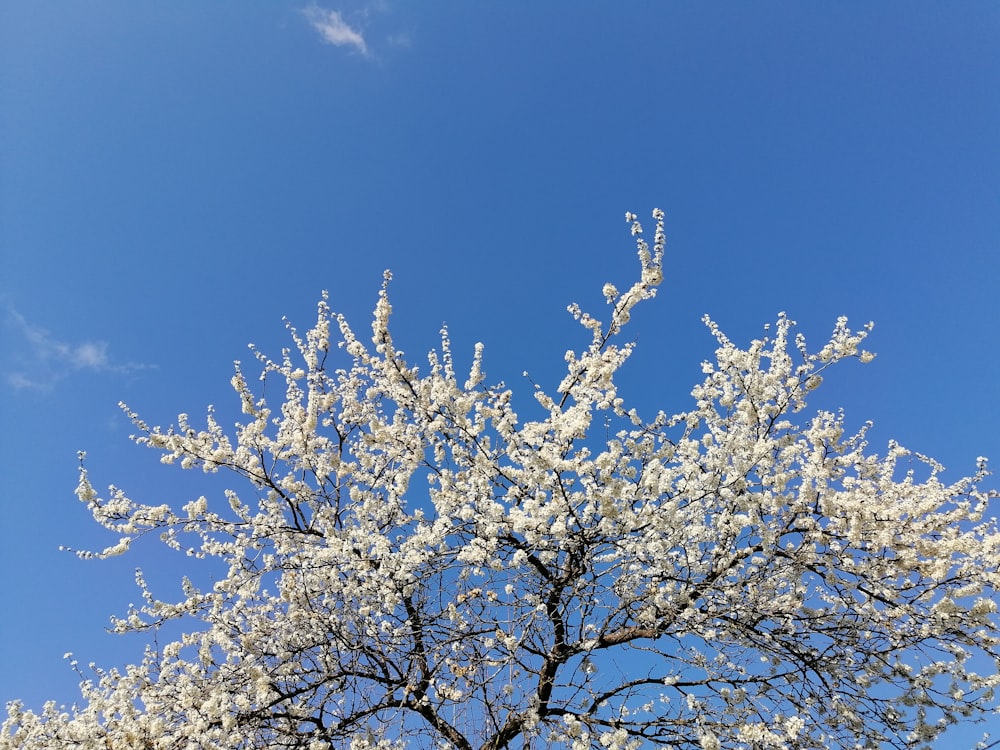 昼間の青空に映える白桜