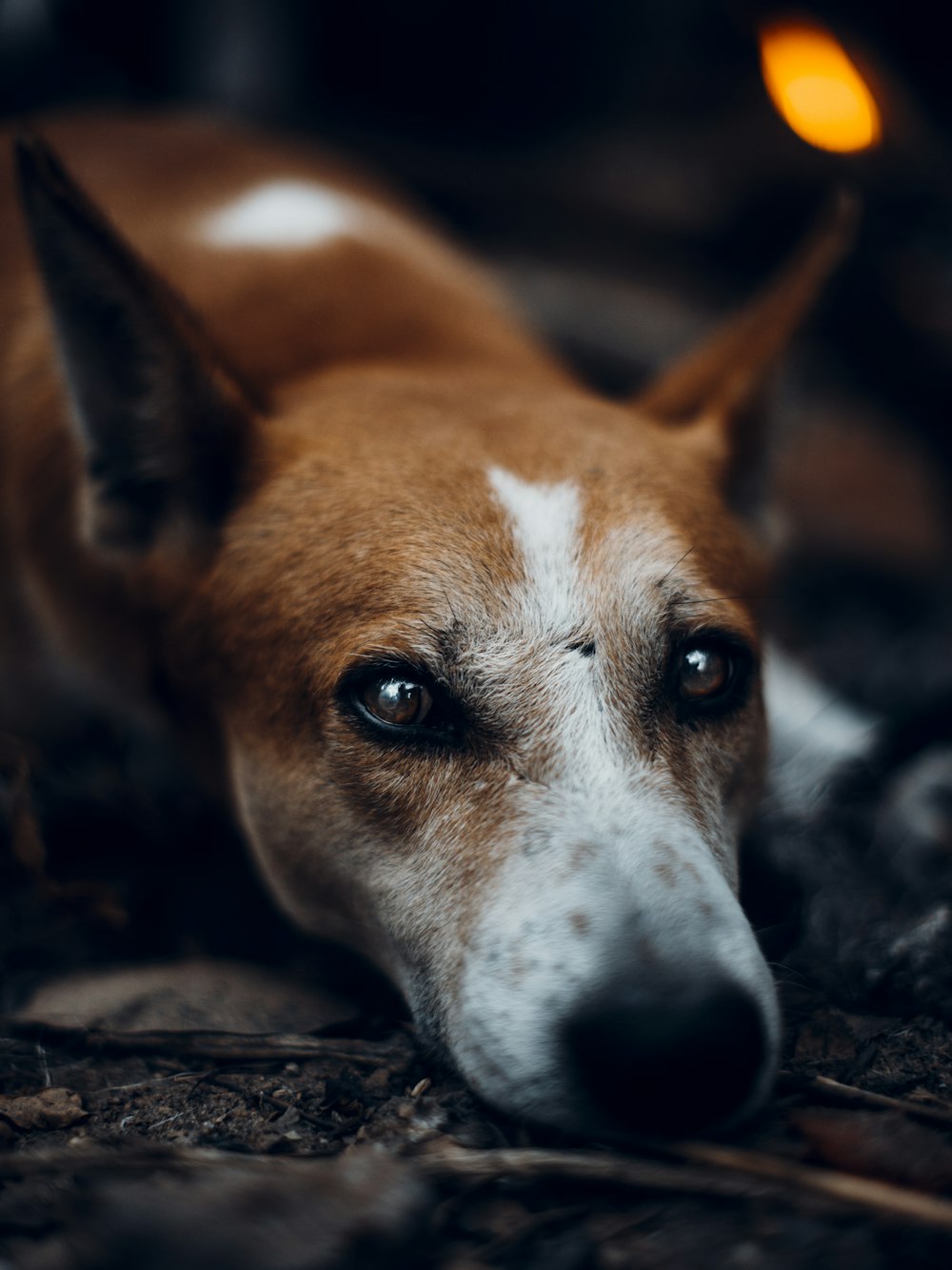 brown and white short coated dog