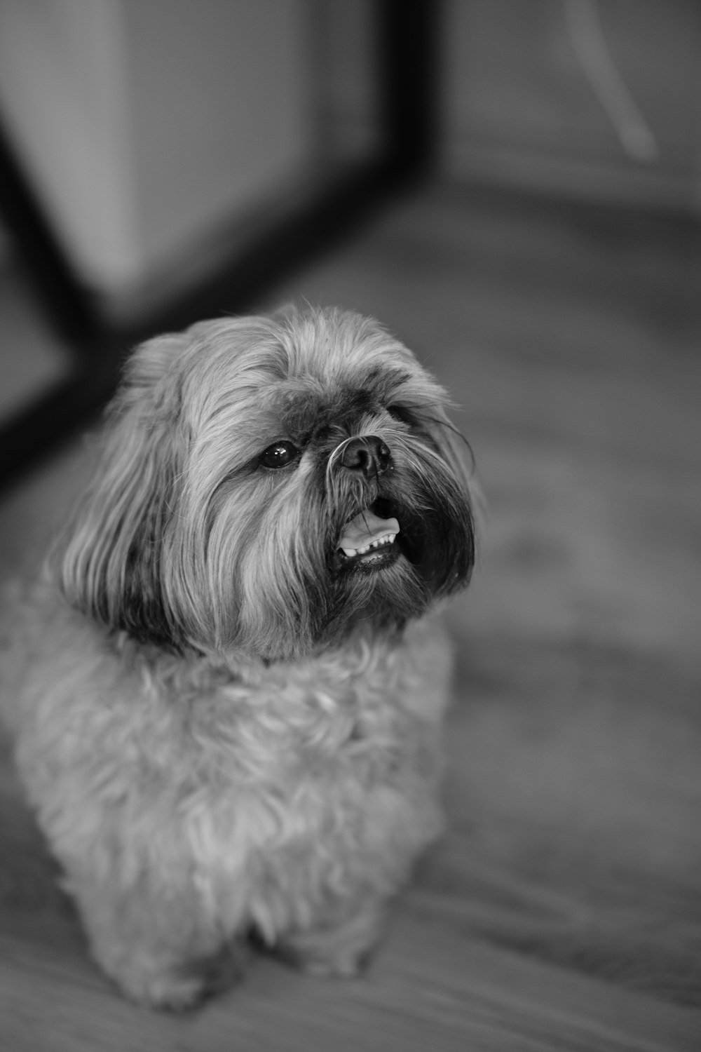 grayscale photo of long coated small dog