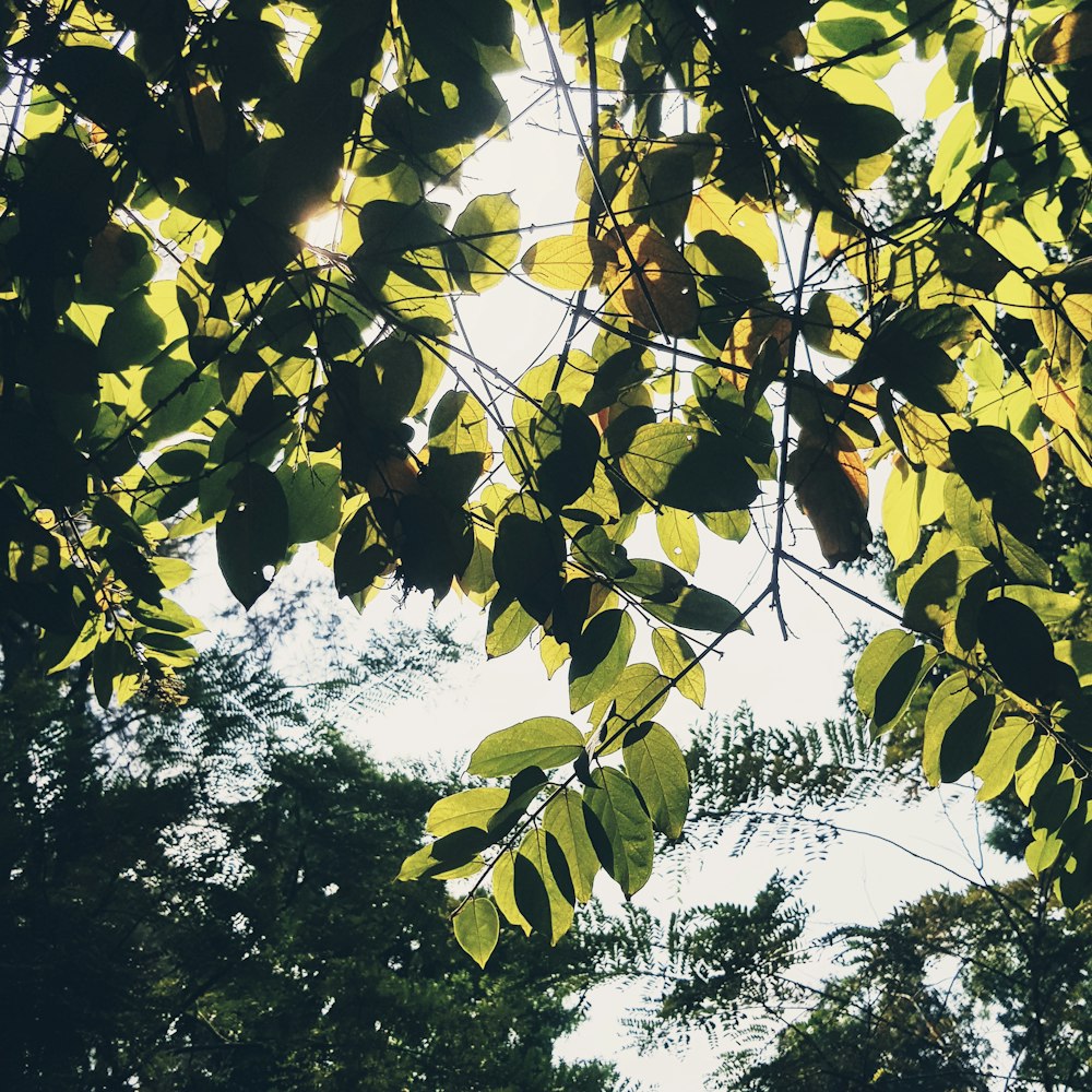 green and yellow leaves during daytime