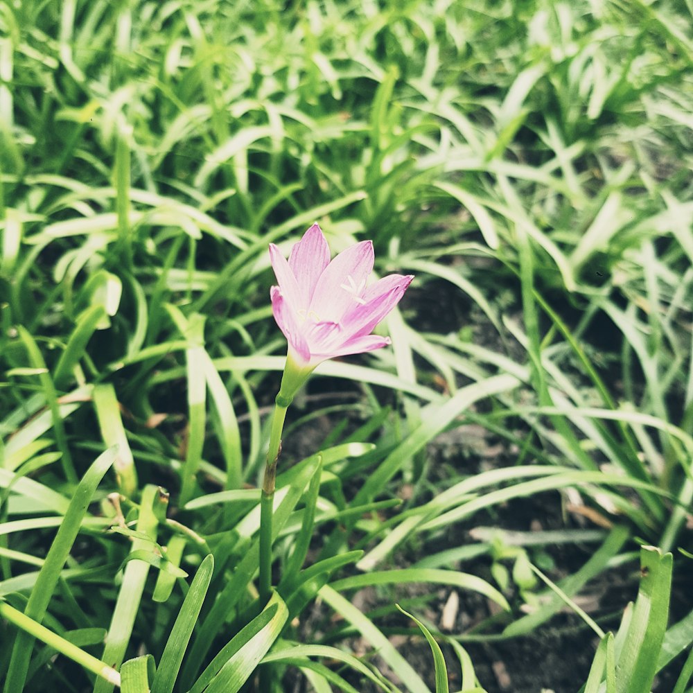 purple flower in the middle of green plants