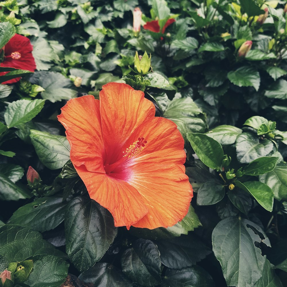 red hibiscus in bloom during daytime
