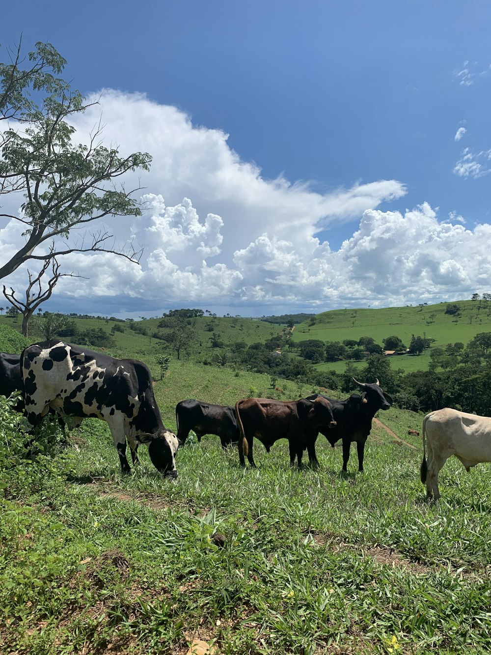 black and white cow on green grass field under blue sky during daytime