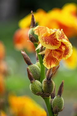 orange flower in macro shot