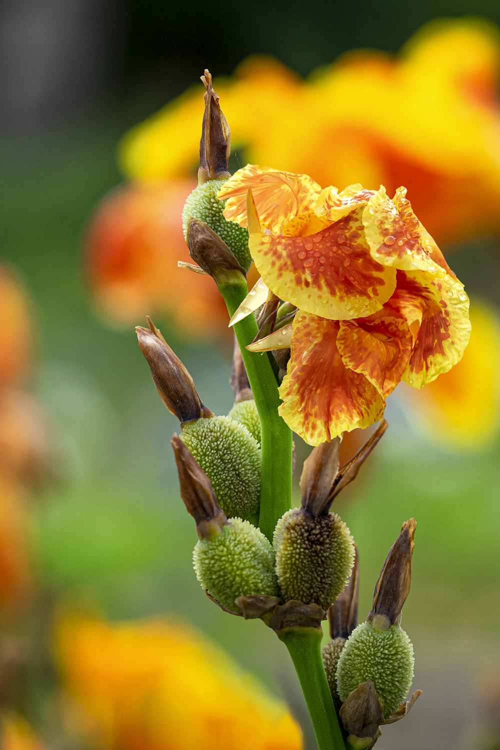 マクロショットのオレンジ色の花