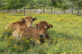 brown cow on green grass field during daytime