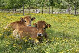 brown cow on green grass field during daytime