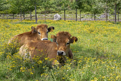 brown cow on green grass field during daytime