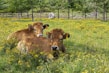 brown cow on green grass field during daytime