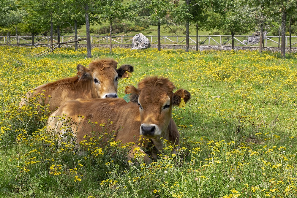 brown cow on green grass field during daytime