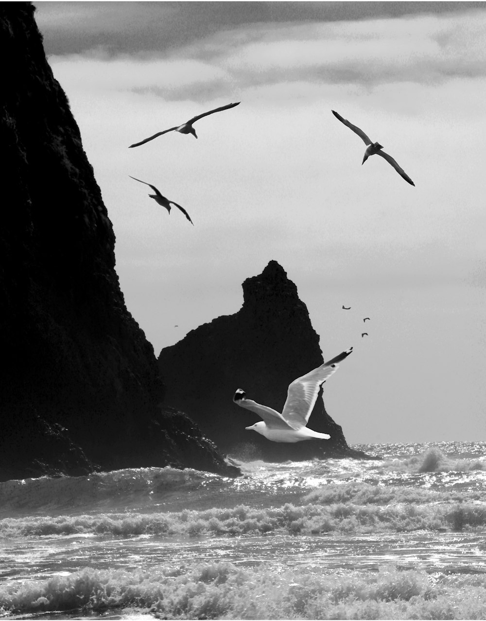 birds flying over the sea