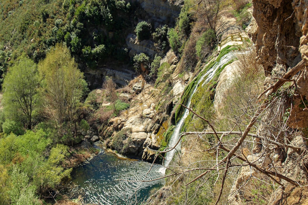 green trees beside river during daytime