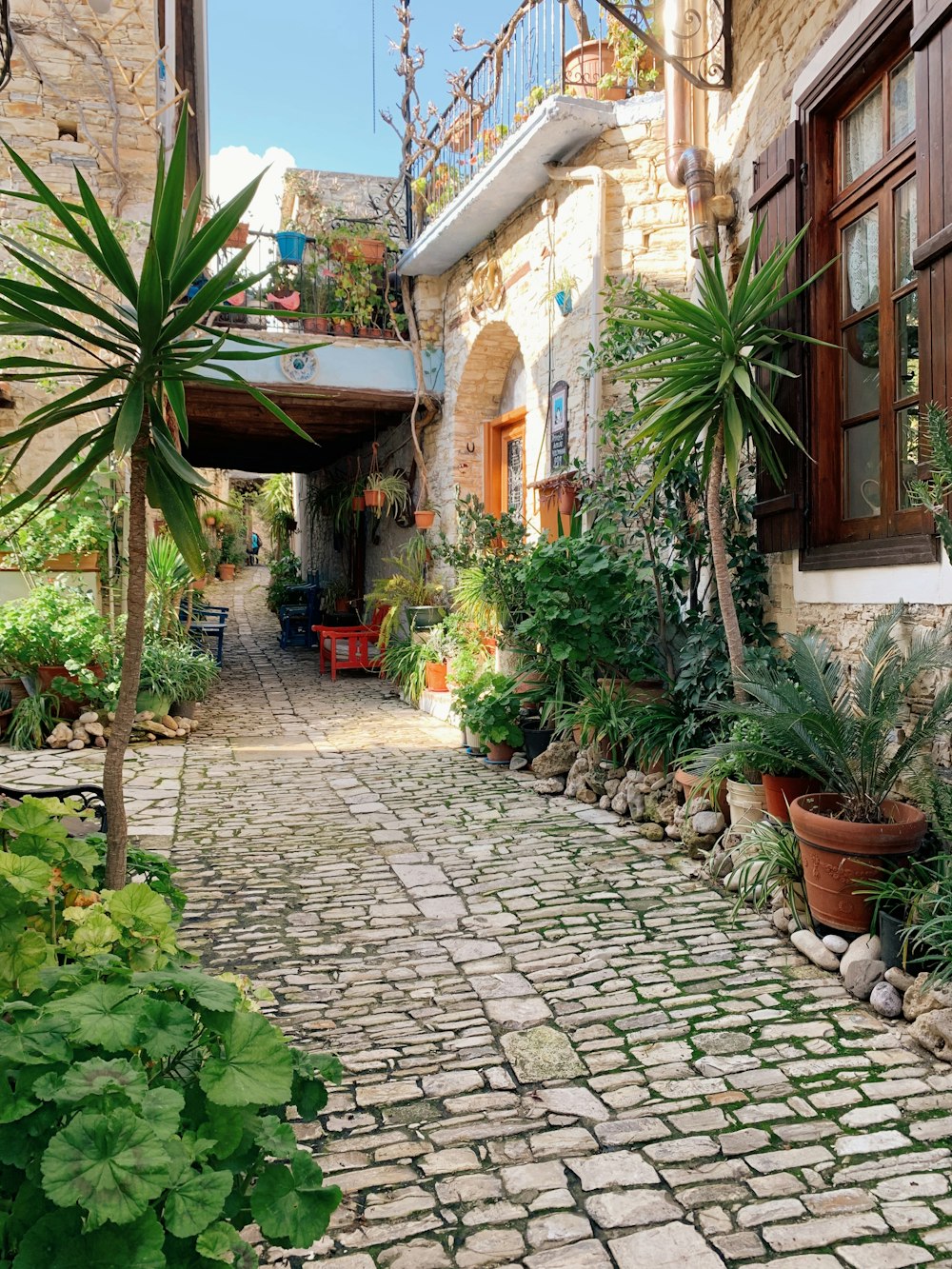 Plantes vertes sur des pots en argile brune