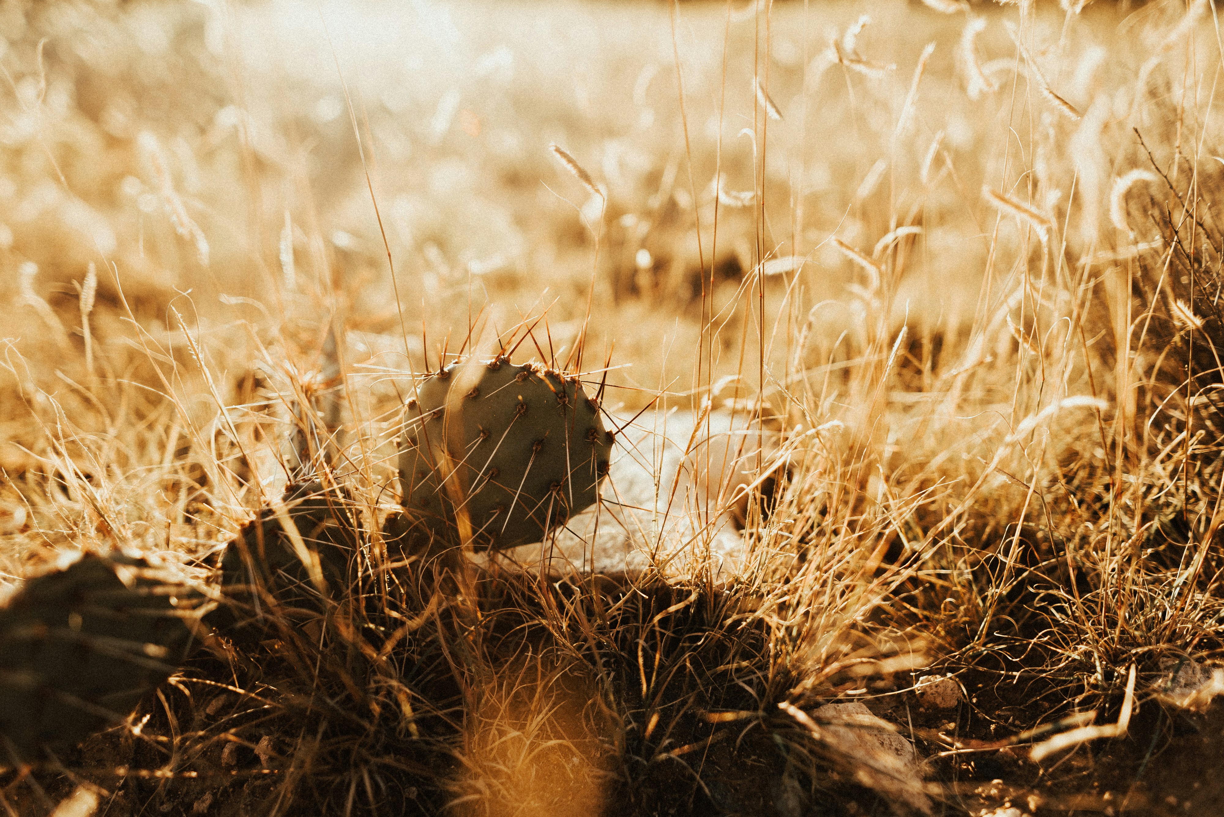 Photo by thejenocollective