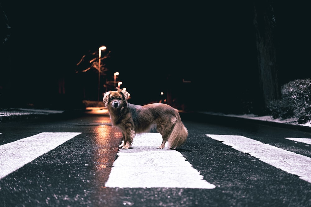 brown and black long coat small dog on road during nighttime