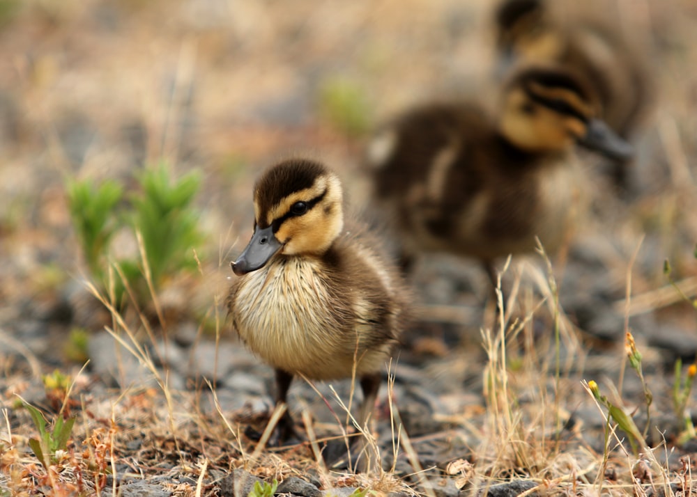 brown and black duck on brown grass during daytime