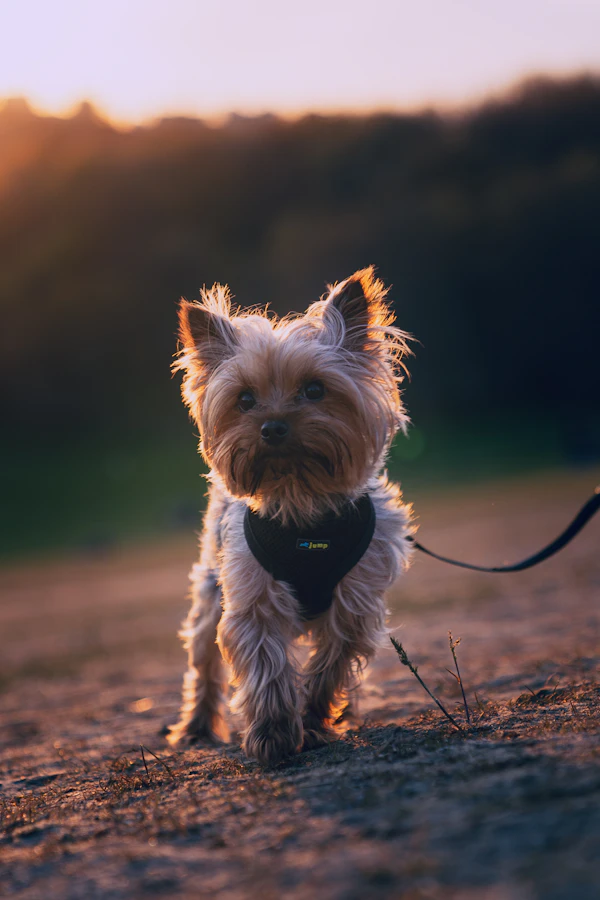 Yorkshire Terrier puppy portrait