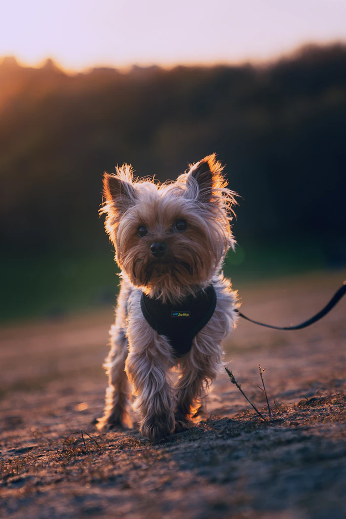 Yorkshire Terrier