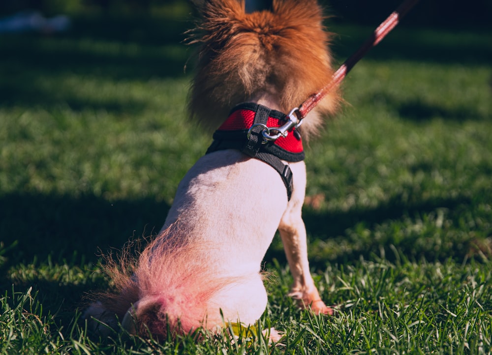 white and brown short coated dog with red collar on green grass field during daytime