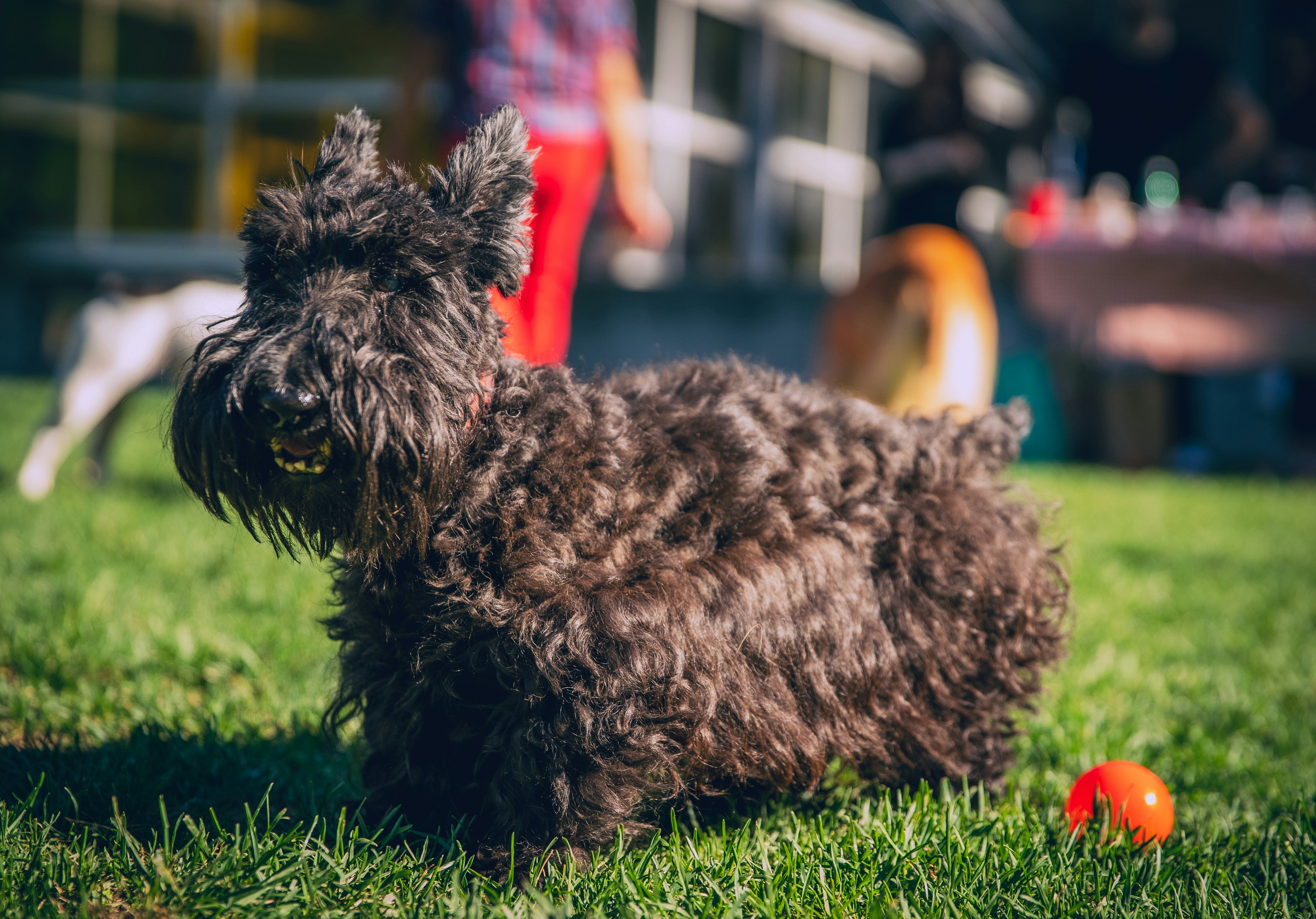black long coat small dog on green grass field during daytime