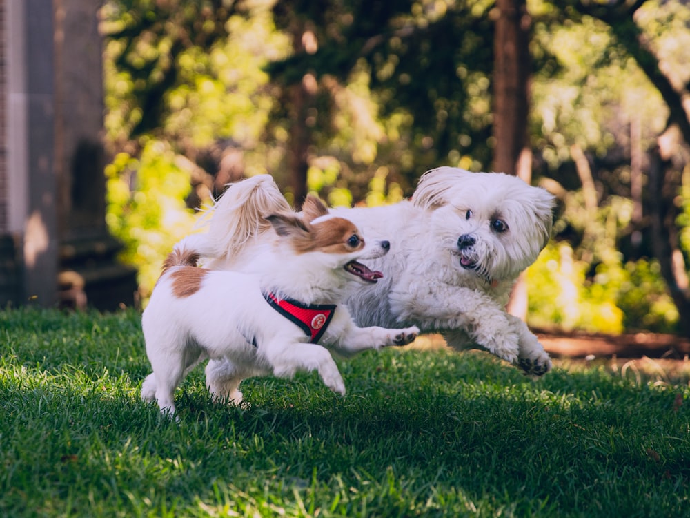 white and brown long coated small dog on green grass field during daytime