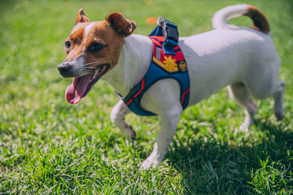 Cucciolo di Jack Russell su prato verde durante addestramento
