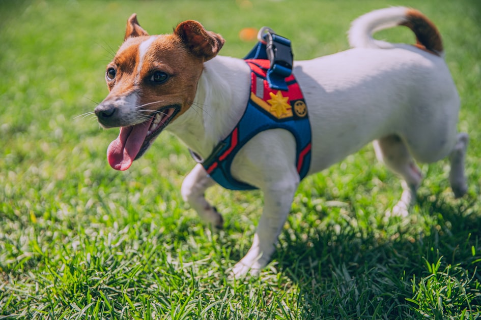 white and brown jack russell terrier puppy on green grass field during daytime