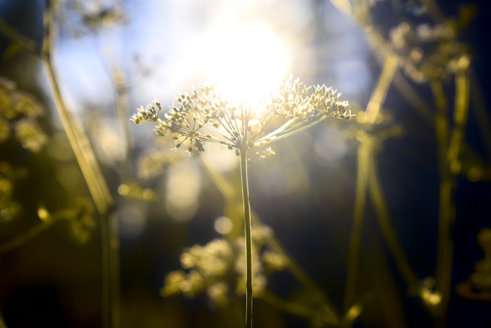 white flower in tilt shift lens