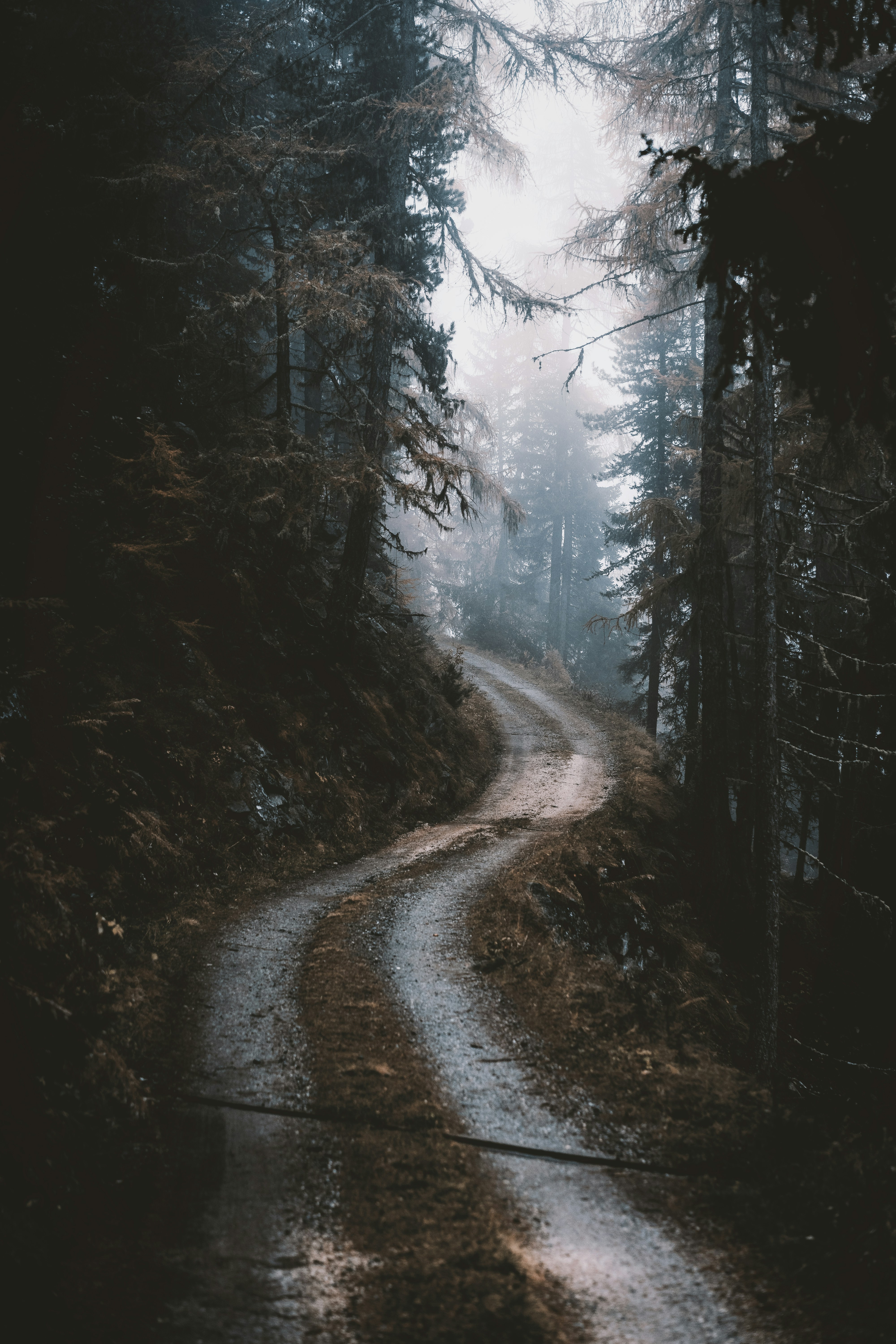 gray road in between trees during daytime