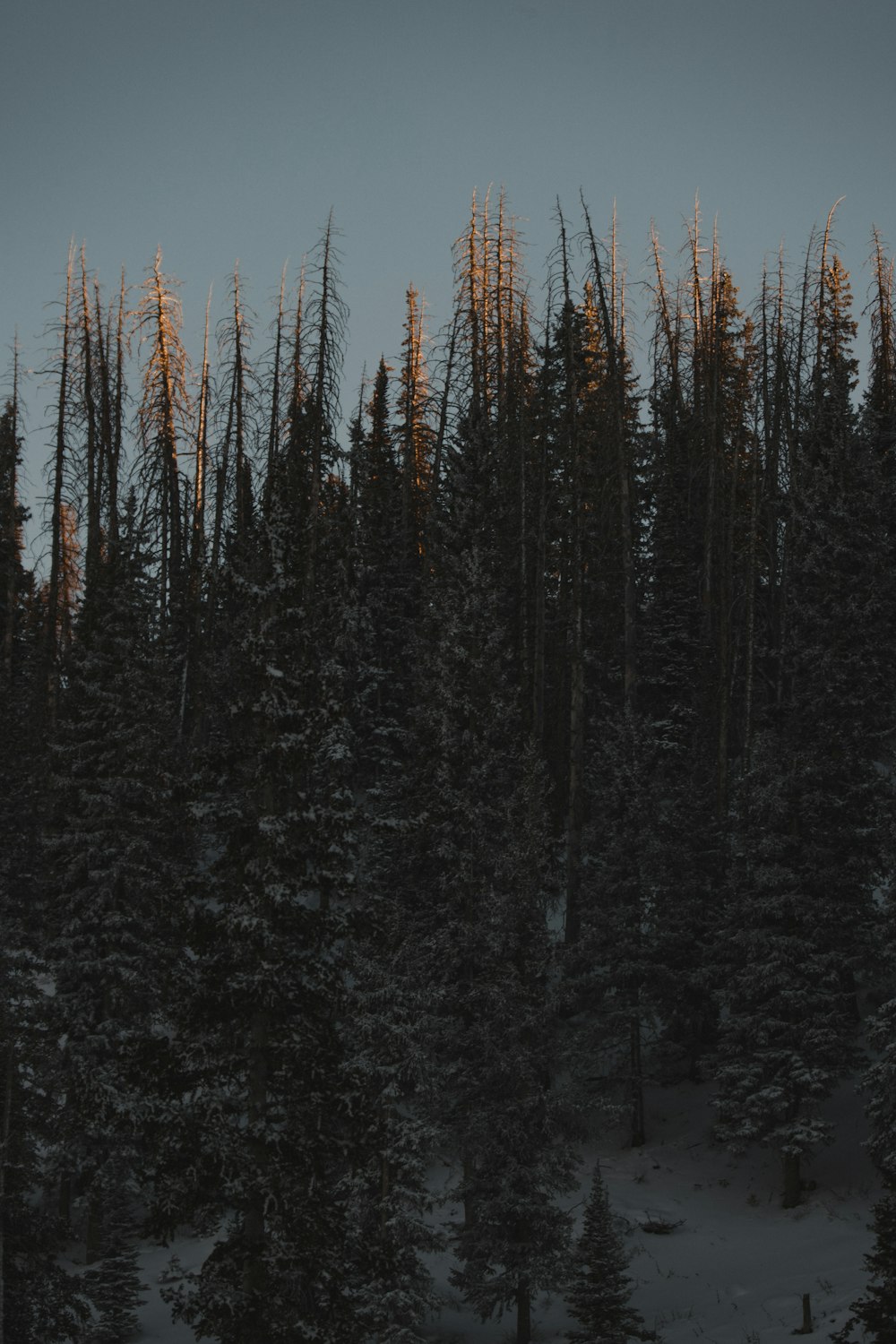 green pine trees during daytime