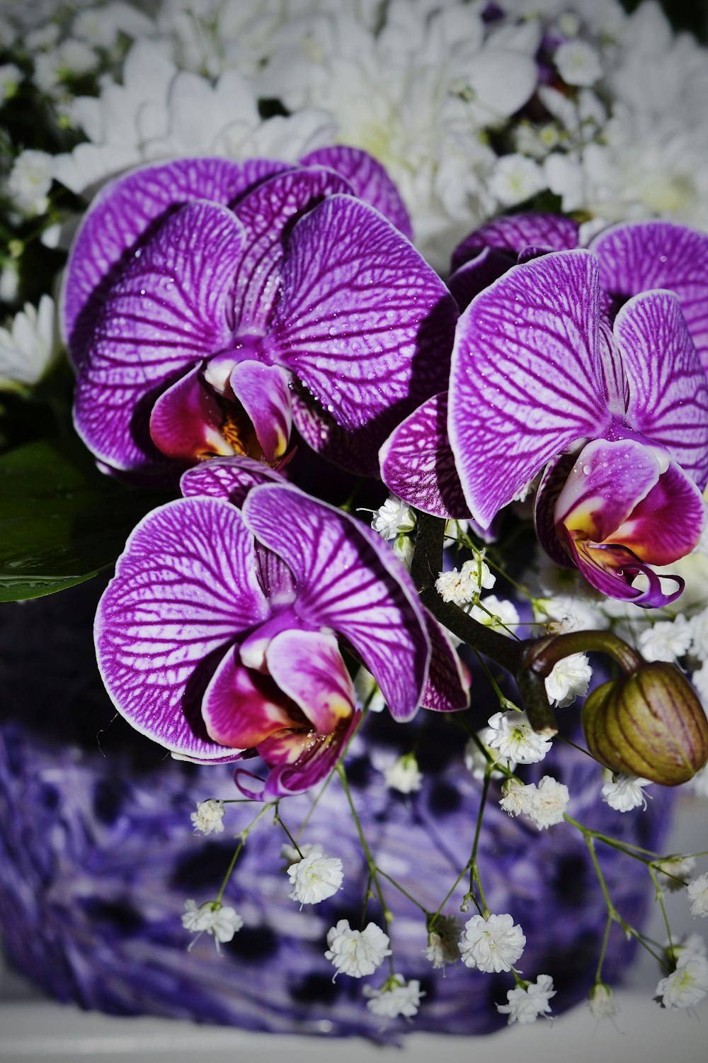 purple and white moth orchids in bloom during daytime