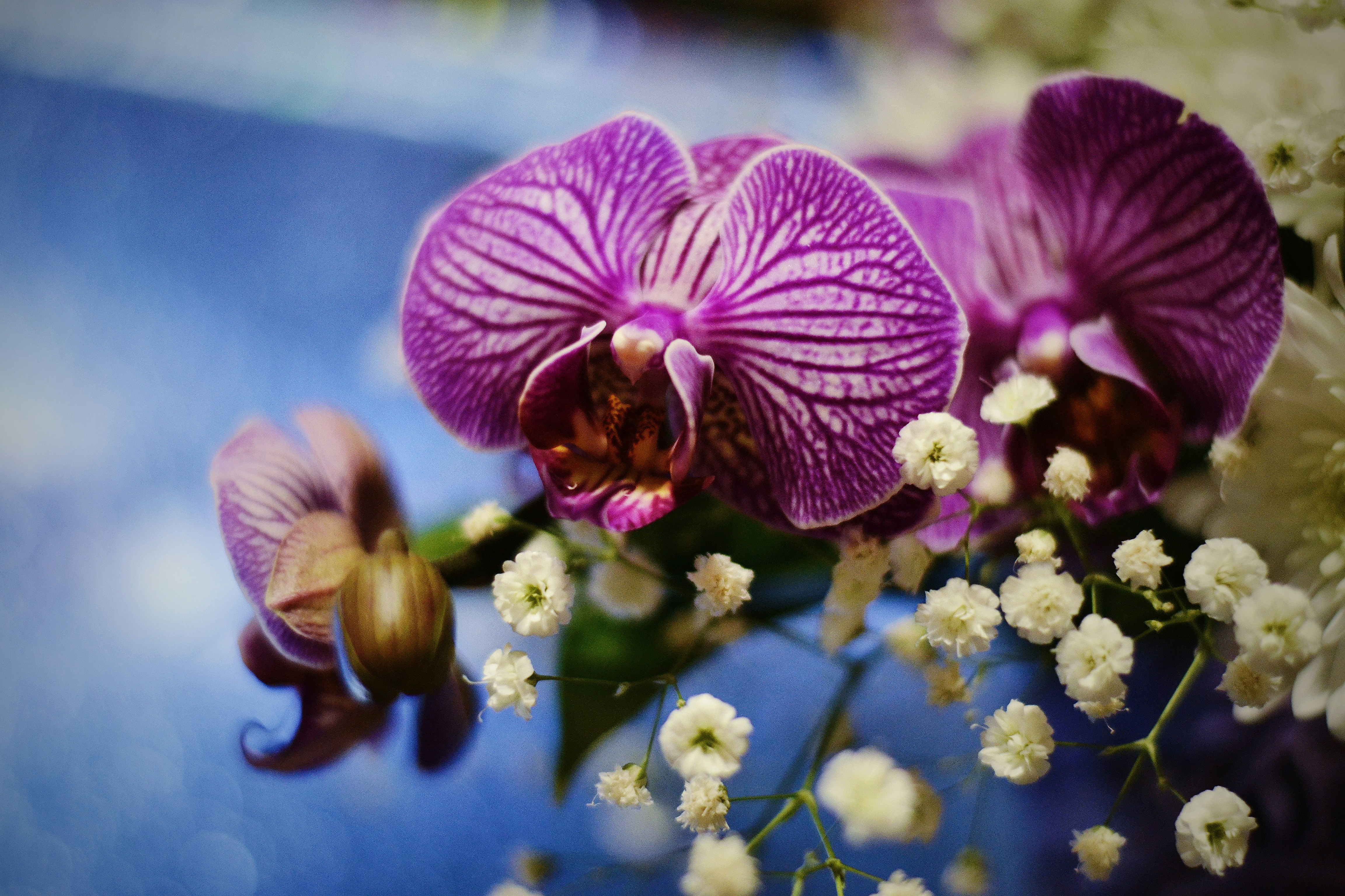 Photo by anastasiiad