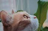 A close-up profile of a cat gazing upward with wide, bright eyes. The cat has a mix of light orange and white fur, and its sharp whiskers are prominently visible. In the background, there is a large green leaf, suggesting an indoor setting with plants.