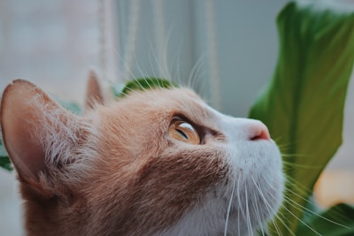 A close-up profile of a cat gazing upward with wide, bright eyes. The cat has a mix of light orange and white fur, and its sharp whiskers are prominently visible. In the background, there is a large green leaf, suggesting an indoor setting with plants.