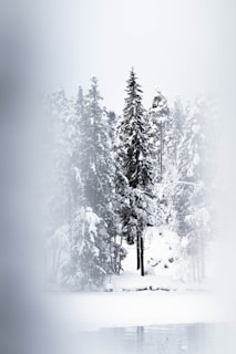 snow covered pine trees during daytime
