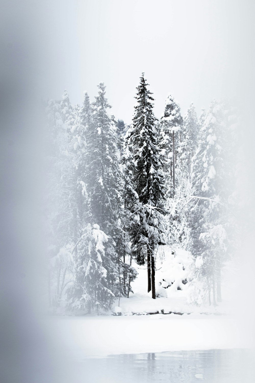 pinheiros cobertos de neve durante o dia