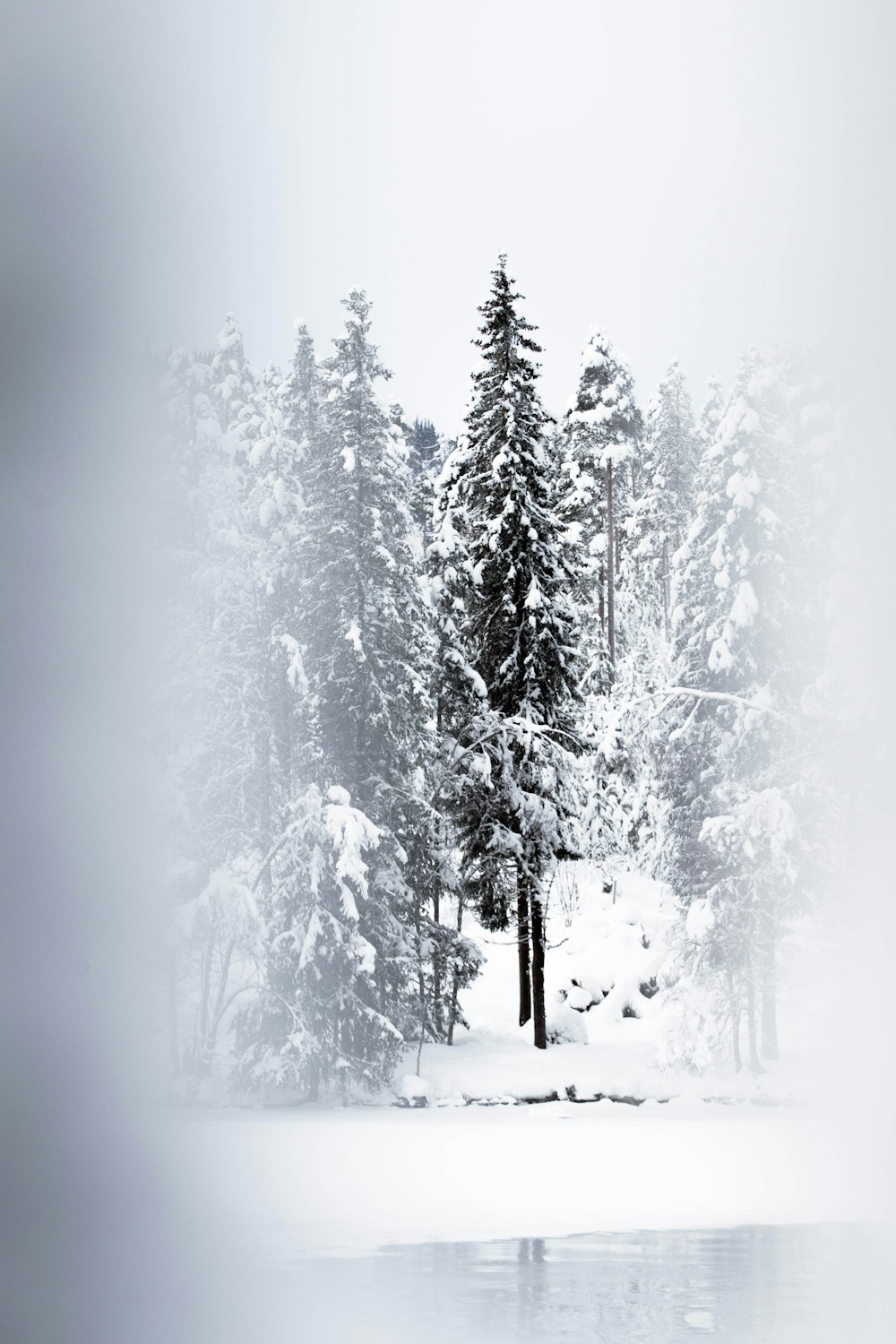 snow covered pine trees during daytime